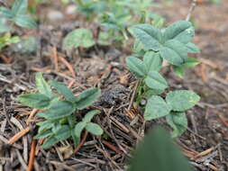 Image de <i>Trifolium brandegeei</i>