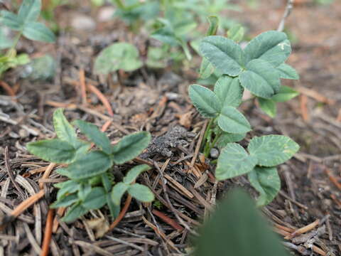 Image of <i>Trifolium brandegeei</i>