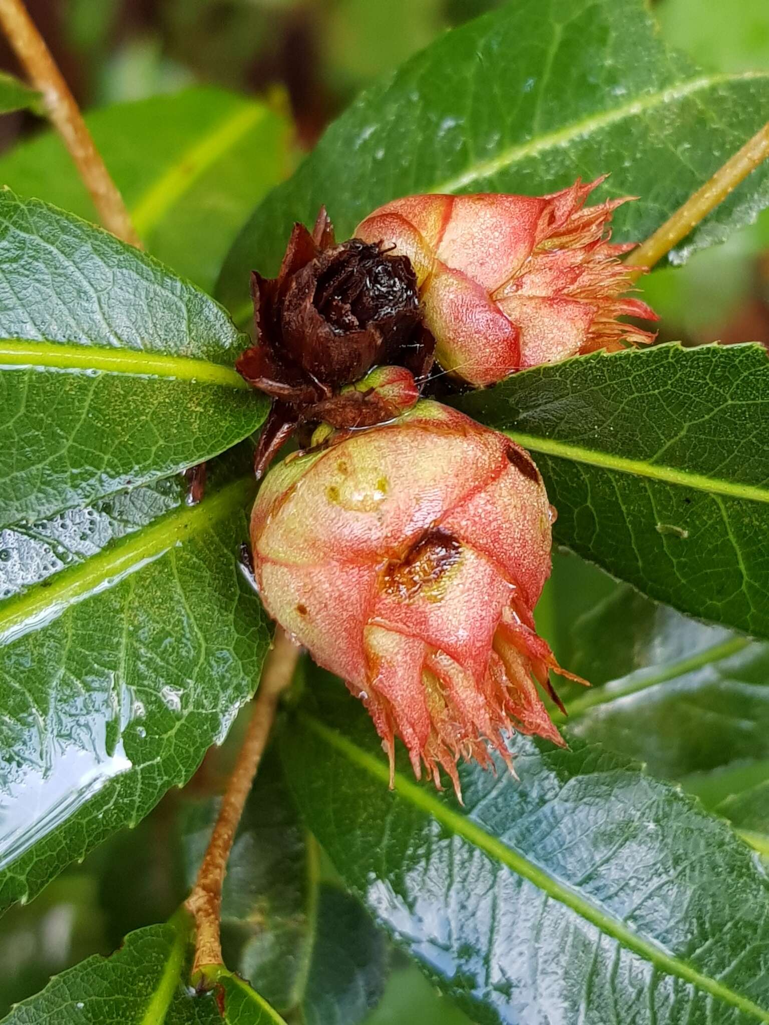 Image of Ochna natalitia (Meissn.) Walp.