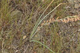Plancia ëd Dipcadi serotinum (L.) Medik.
