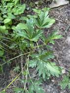 Image of Drummond's cinquefoil