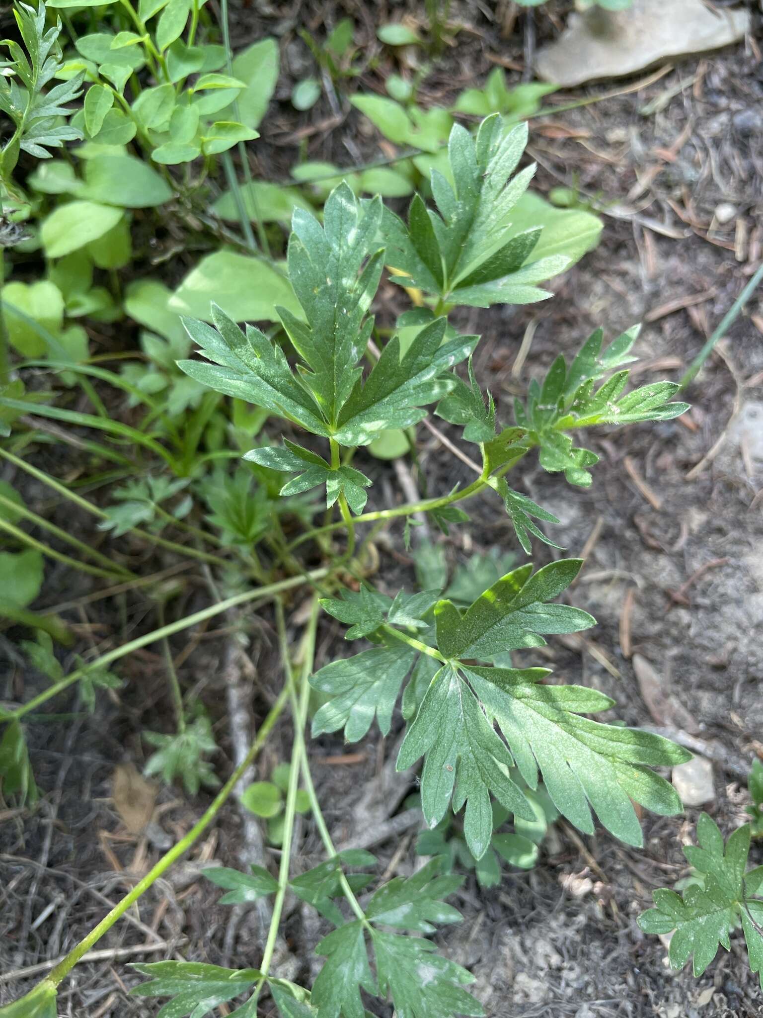 Image of Drummond's cinquefoil