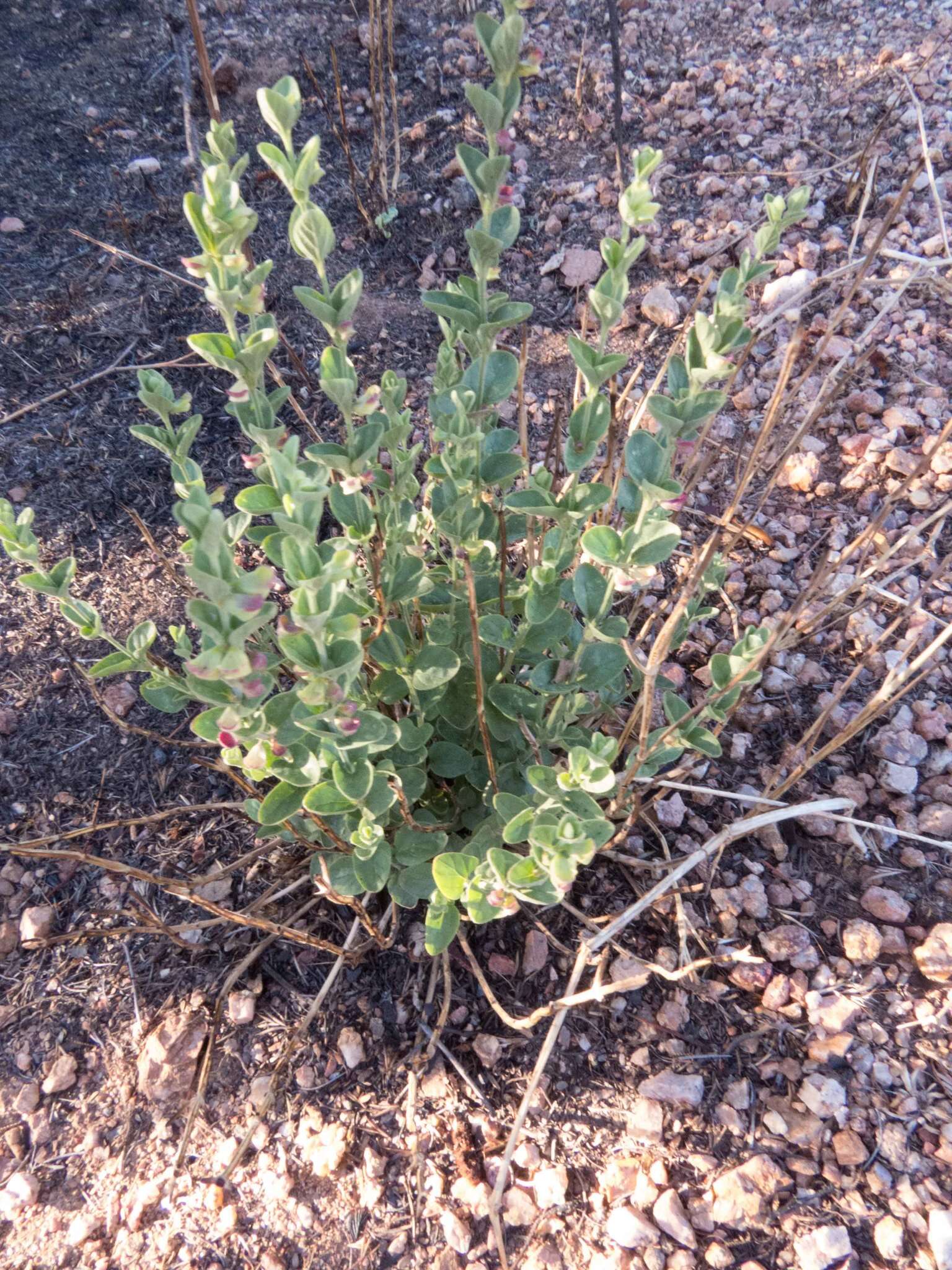 Sivun Scutellaria potosina subsp. platyphylla Epling kuva