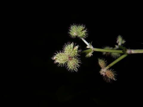 Plancia ëd Sanicula chinensis Bunge