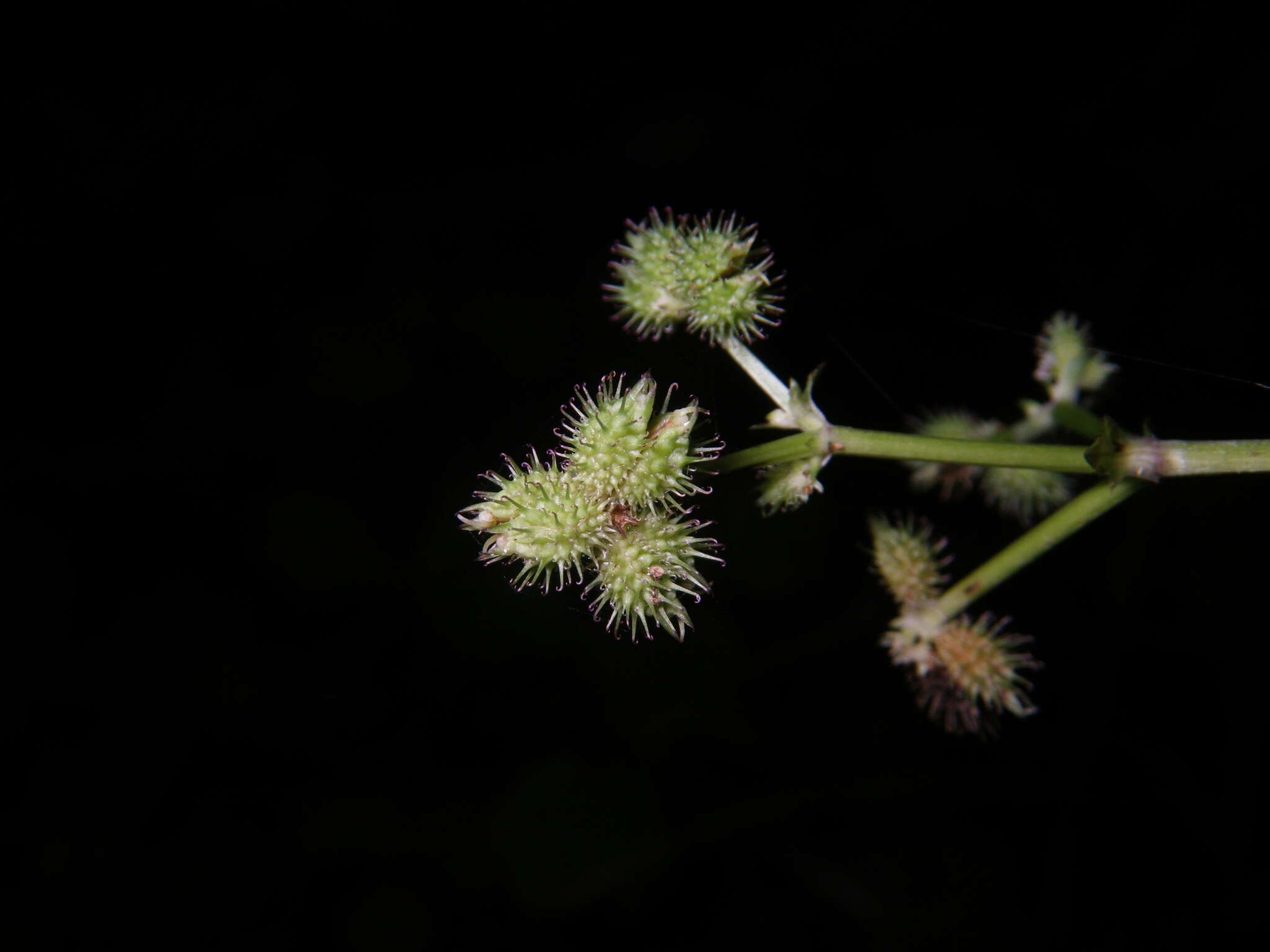 Imagem de Sanicula chinensis Bunge