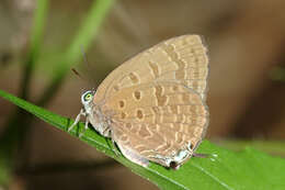 Plancia ëd Arhopala sublustris Bethune-Baker 1904