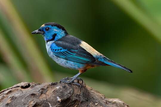 Image of Silvery-breasted Tanager