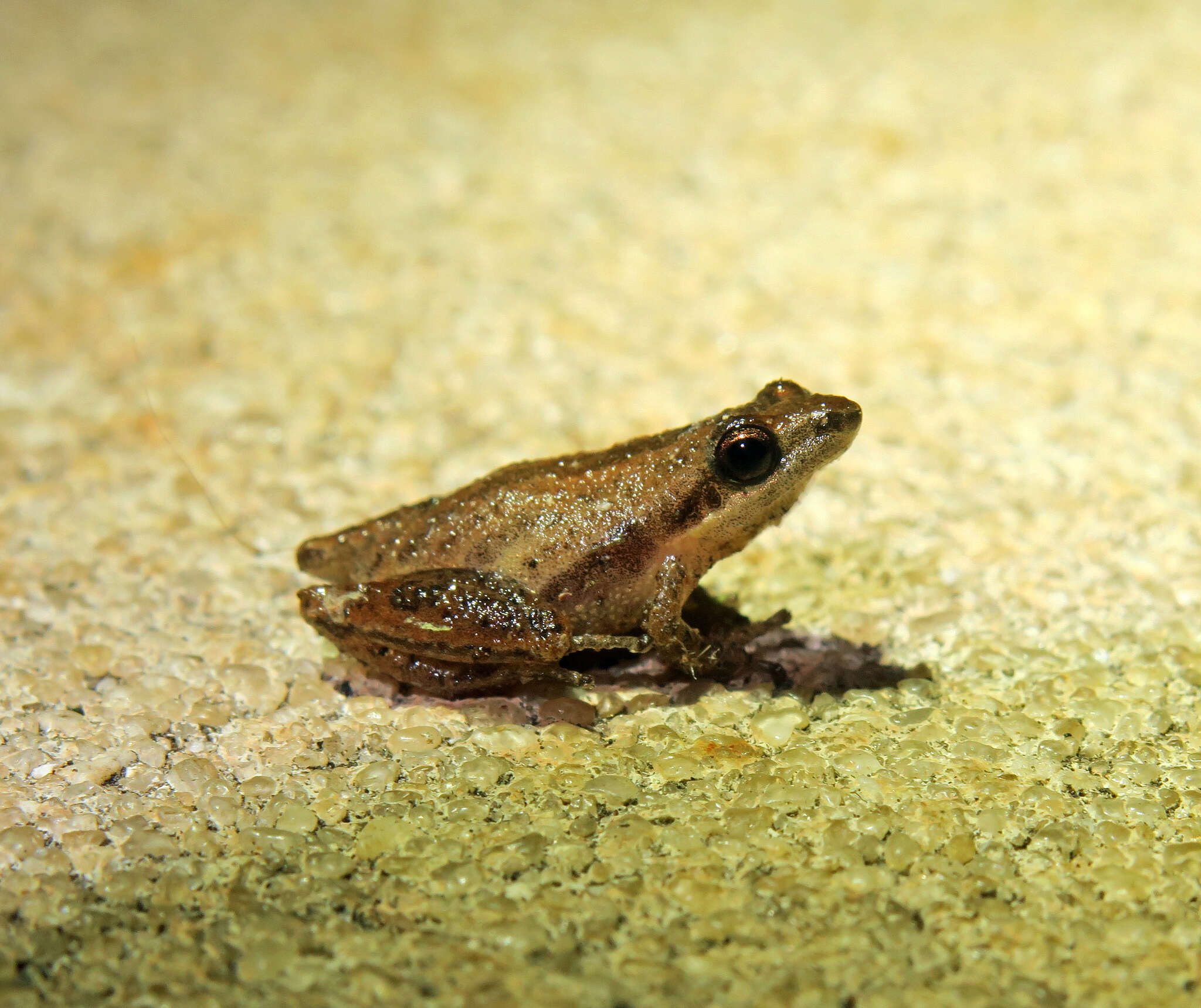 Image of Black-spotted Tree Frog