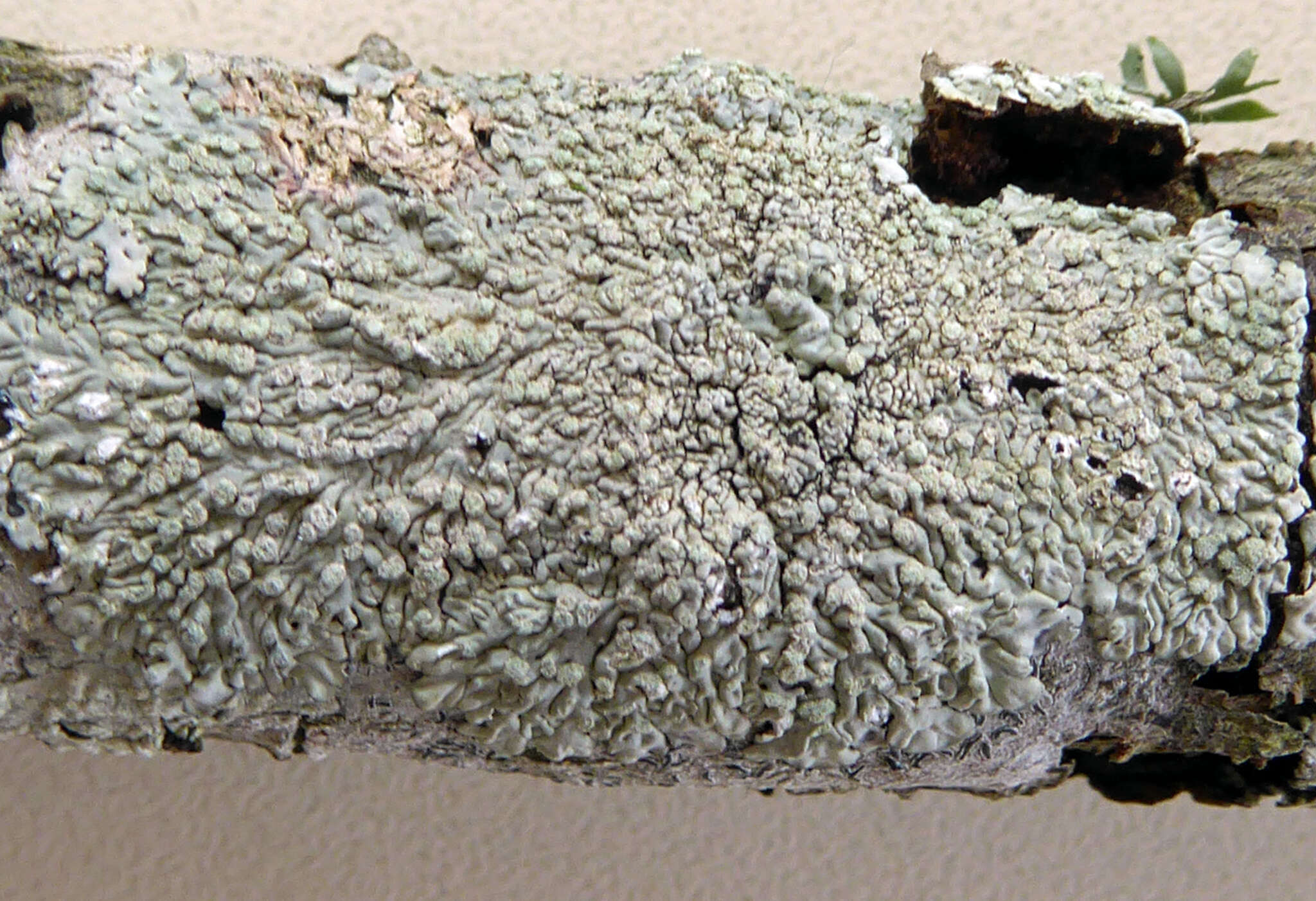 Image of dirinaria lichen