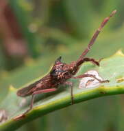 Image of Prismatocerus magnicornis (Burmeister 1835)