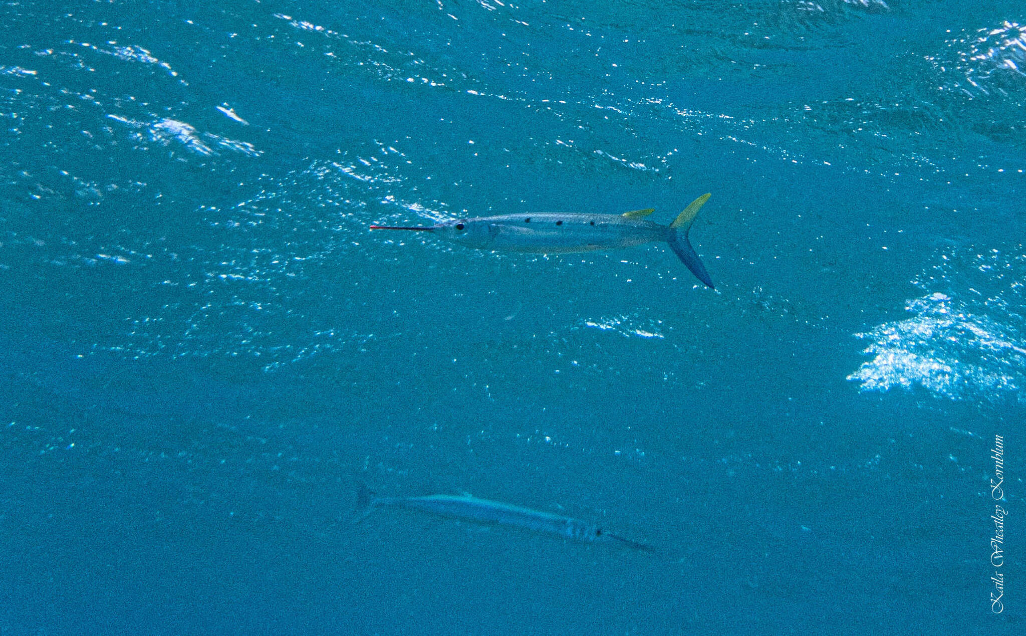 Image of Barred garfish