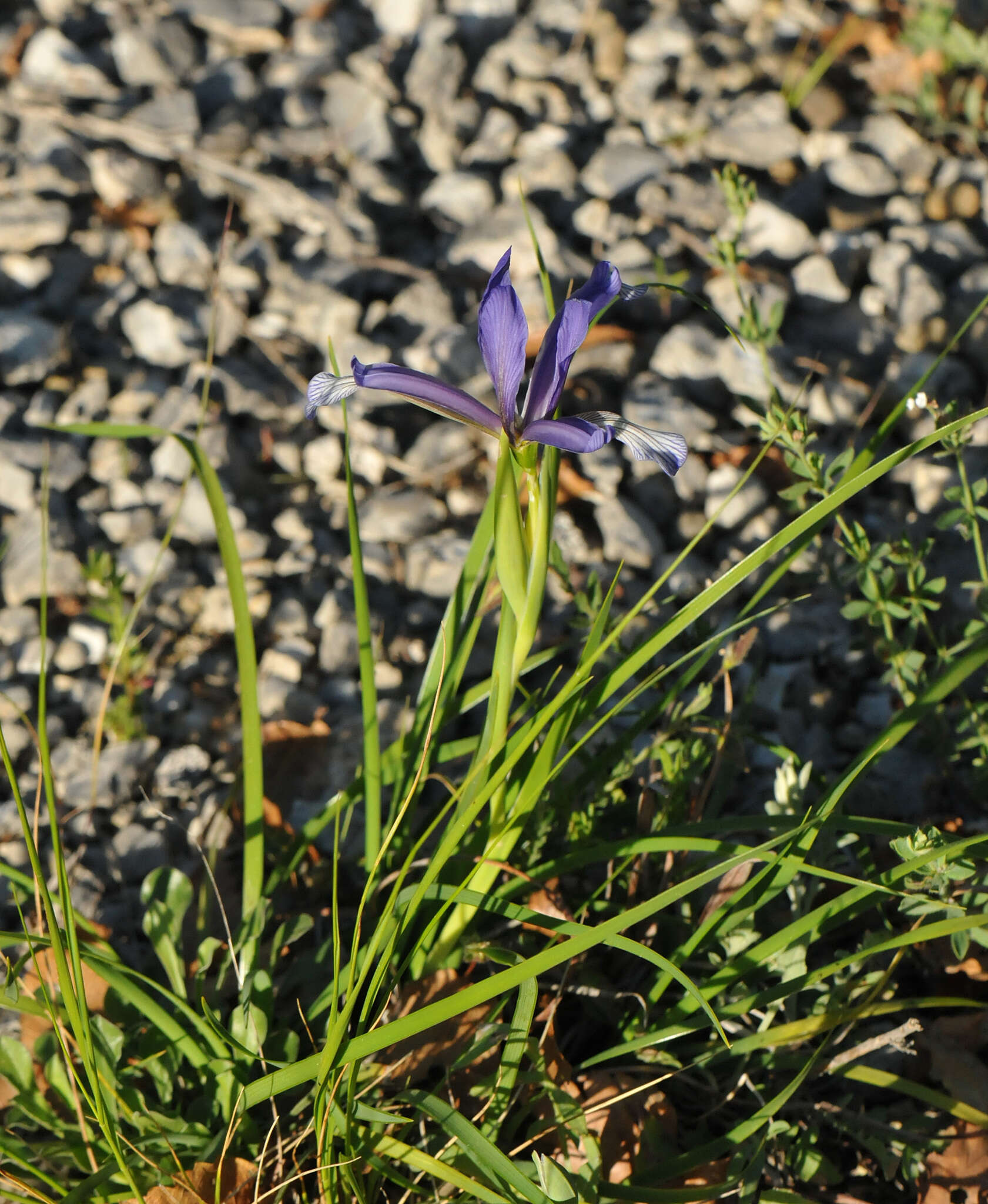 Image of Iris sintenisii Janka