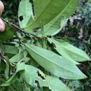 Image of Ilex cochinchinensis (Lour.) Loes.