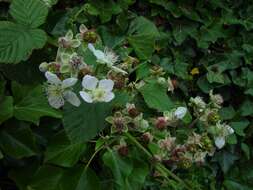 Image of Rubus pruinosus Arrhenius