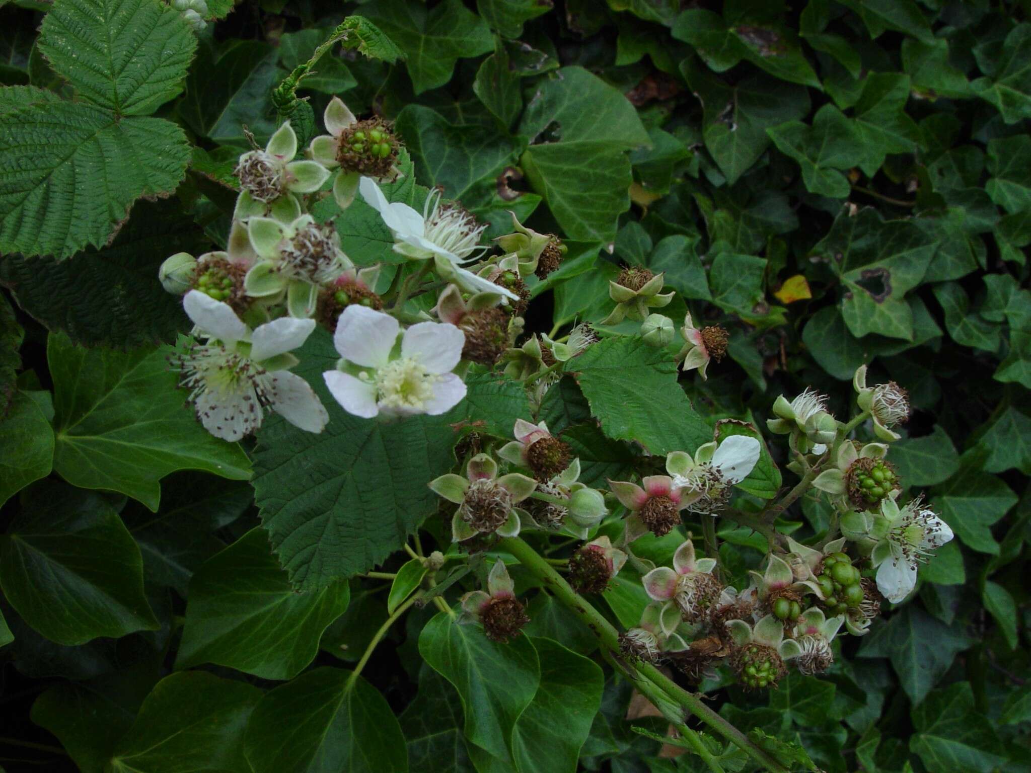 Image of Rubus pruinosus Arrhenius