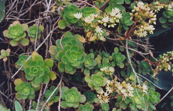 Image of Aeonium volkeri E. Hernandez & A. Banares