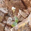 Image of Ornithogalum richtersveldensis