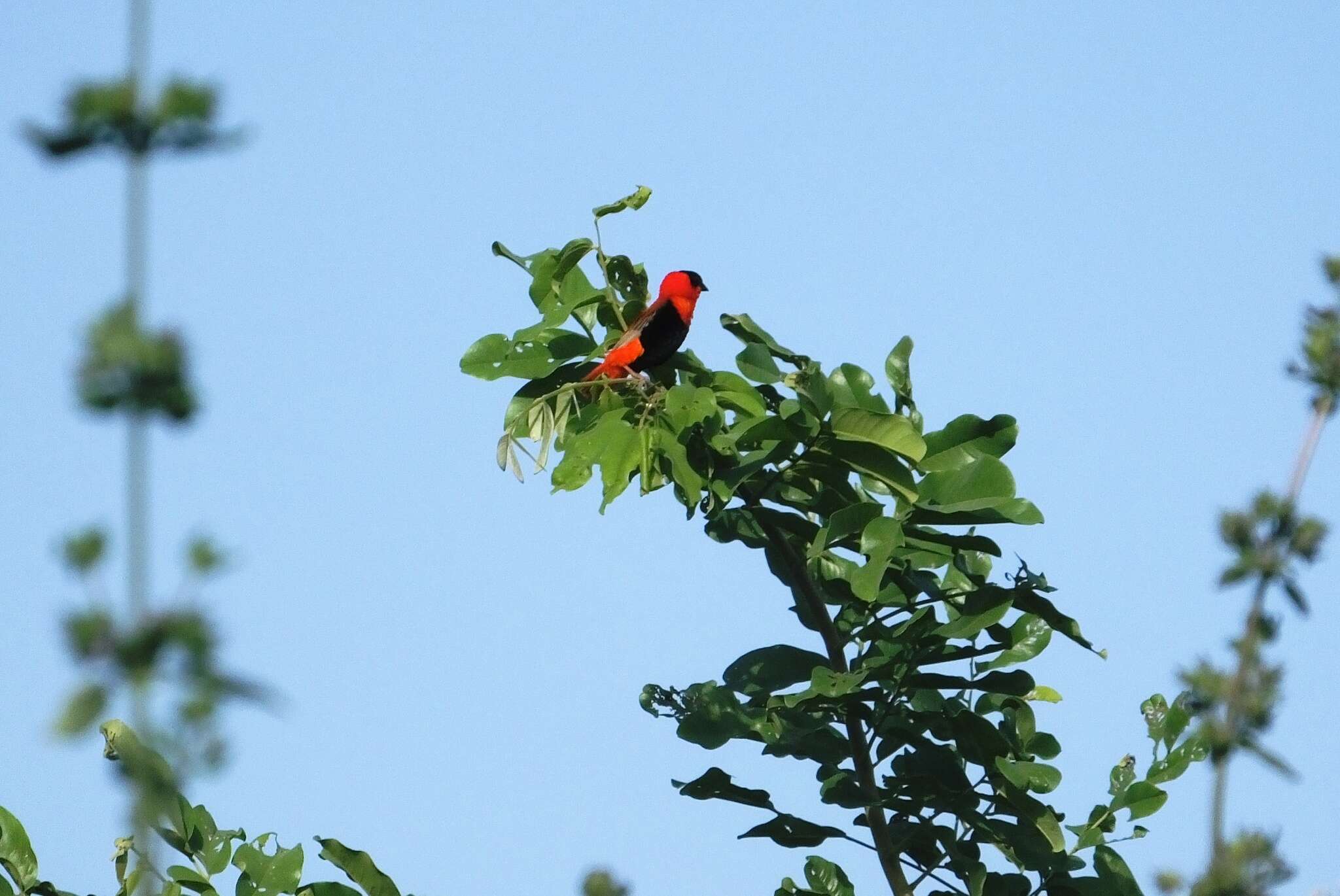 Image of Northern Red Bishop