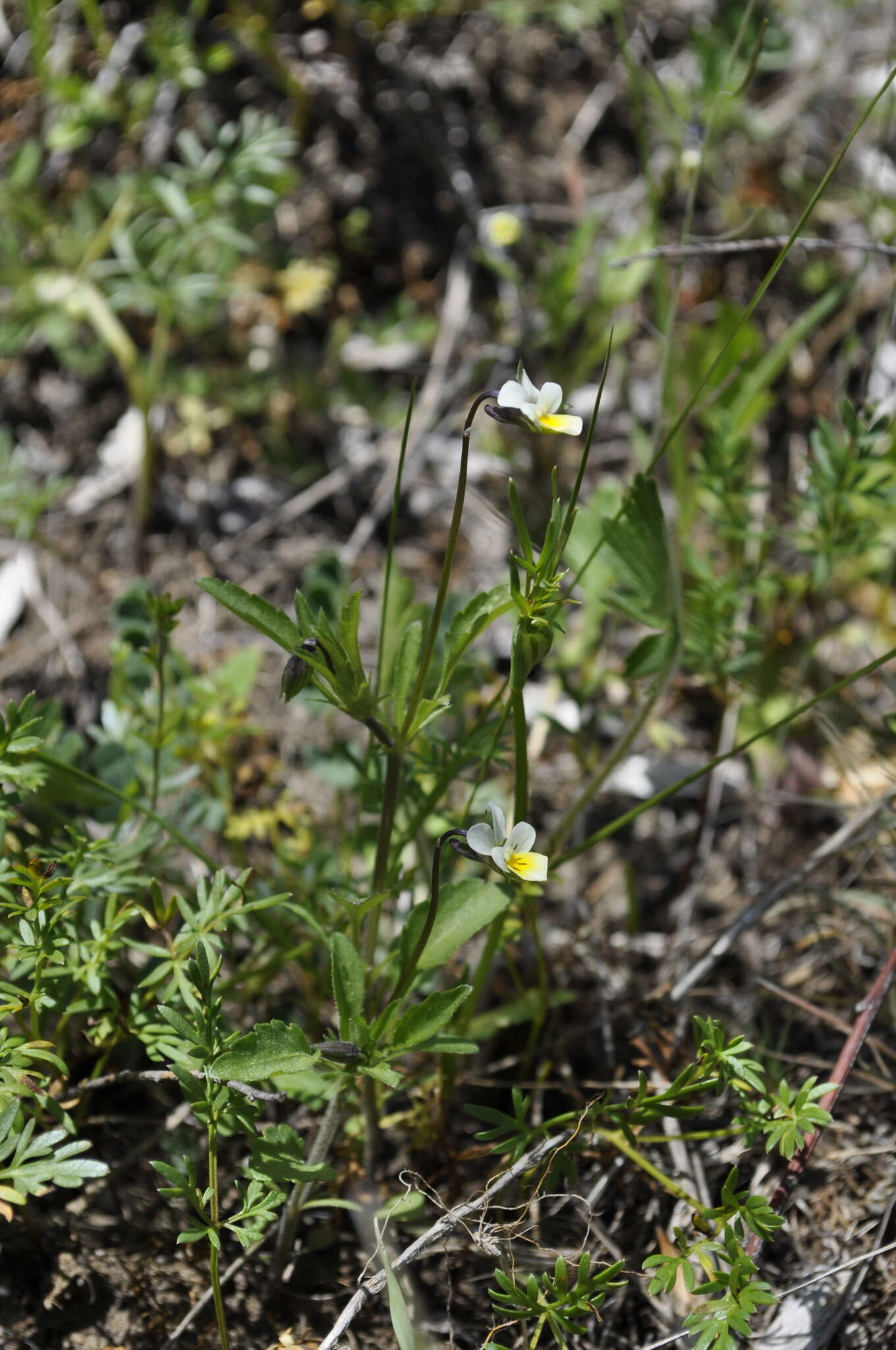 Image of Viola arvensis subsp. arvensis