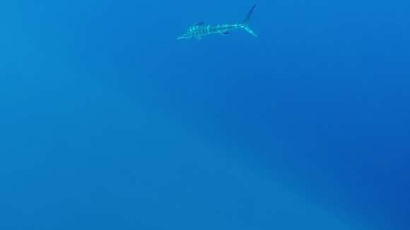 Image of Marlin