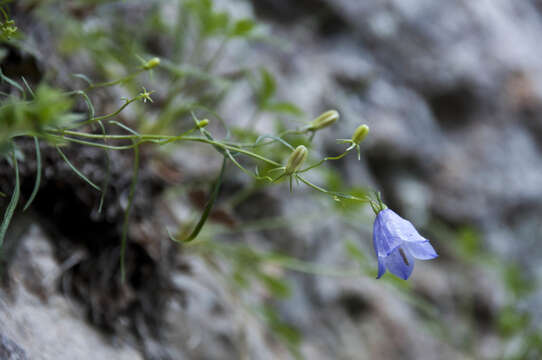 Image of Campanula praesignis Beck