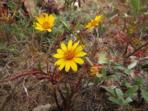 Image of Chaetanthera incana Poepp. ex Less.