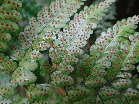 Image of Dryopteris hasseltii (Bl.) C. Chr.