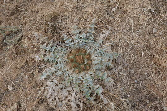 Image of stemless thistle