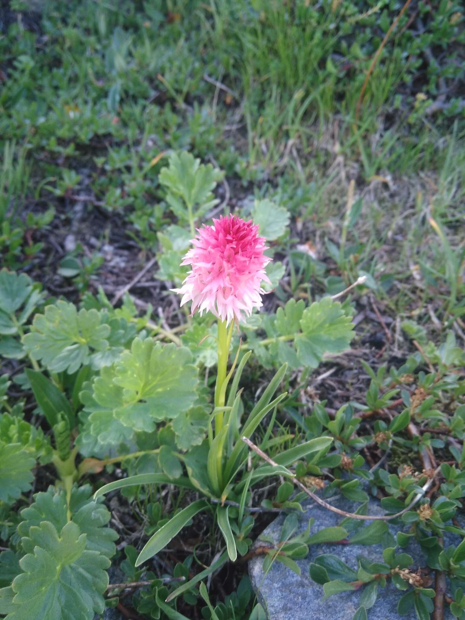 Image of Gymnadenia corneliana (Beauverd) Teppner & E. Klein