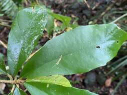 Image of Cyrtandra baileyi F. Muell.