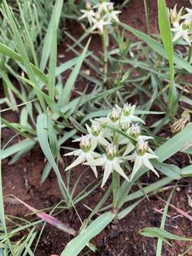 Image of Large turret flower