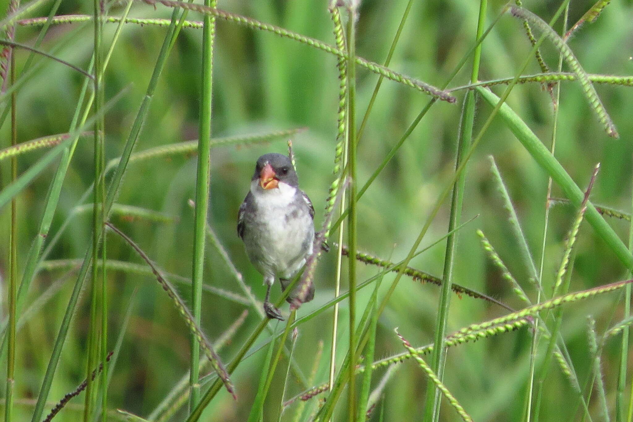 صورة Sporophila leucoptera (Vieillot 1817)