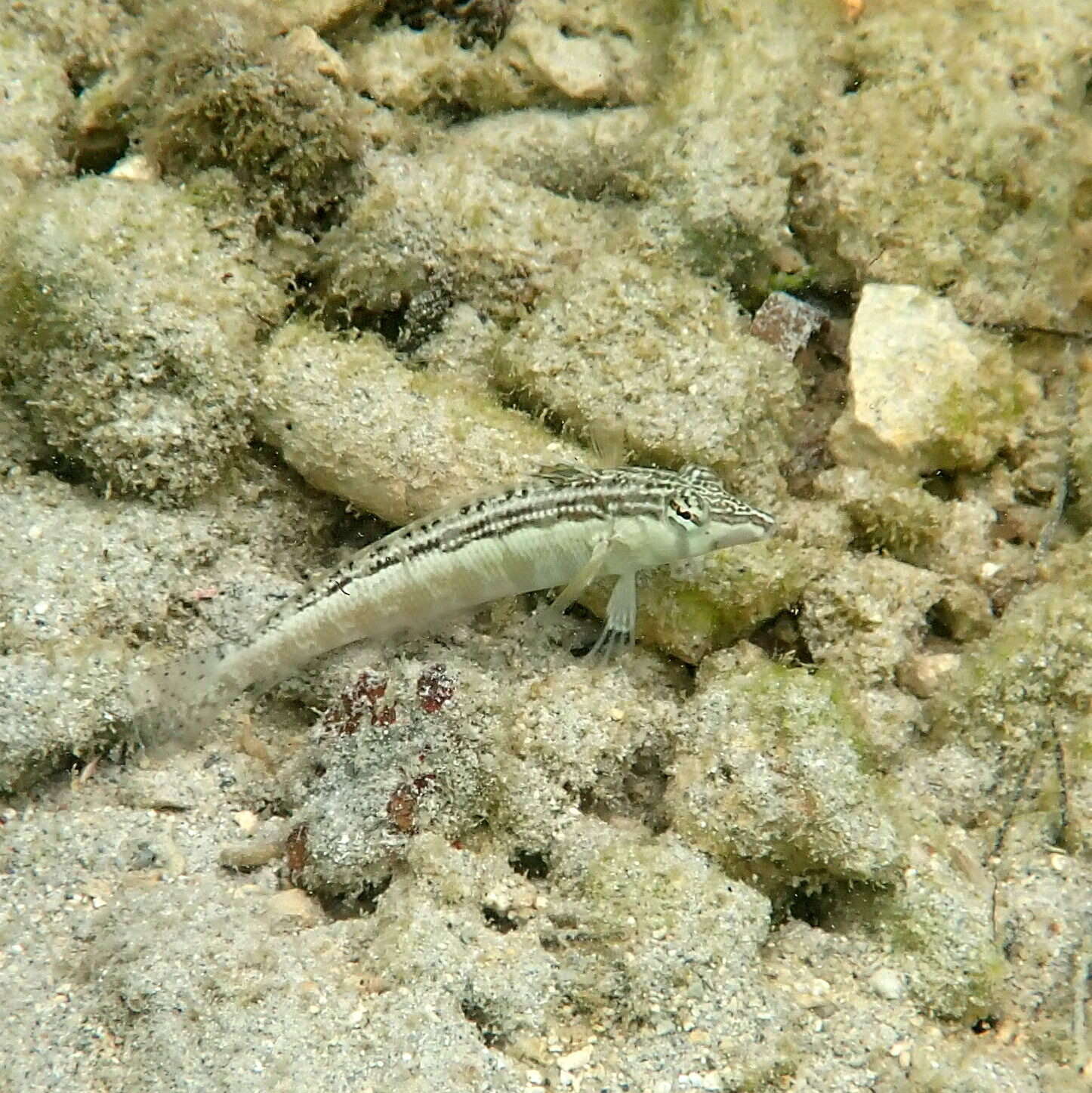 Image of Southern sharpnose sandperch