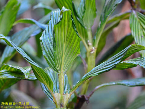 Image of Hedyotis lessertiana Arn.