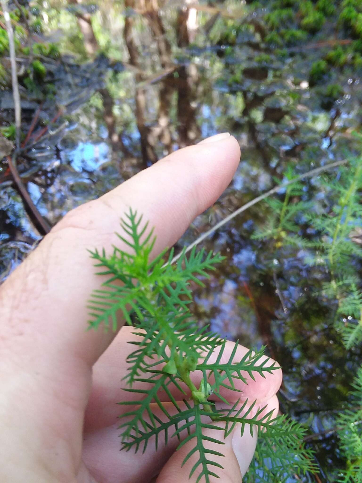 Image of Comb-Leaf Mermaidweed