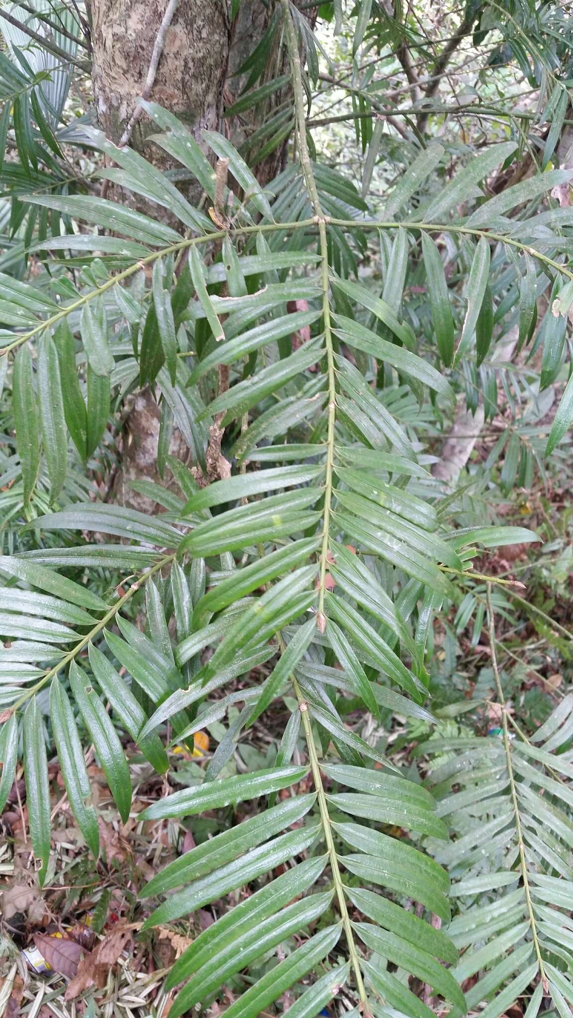 Image of Poilane's Catkin Yew