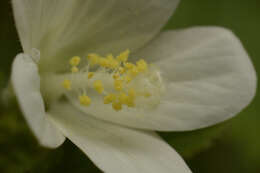 Image of Hibiscus lobatus (Murray) Kuntze