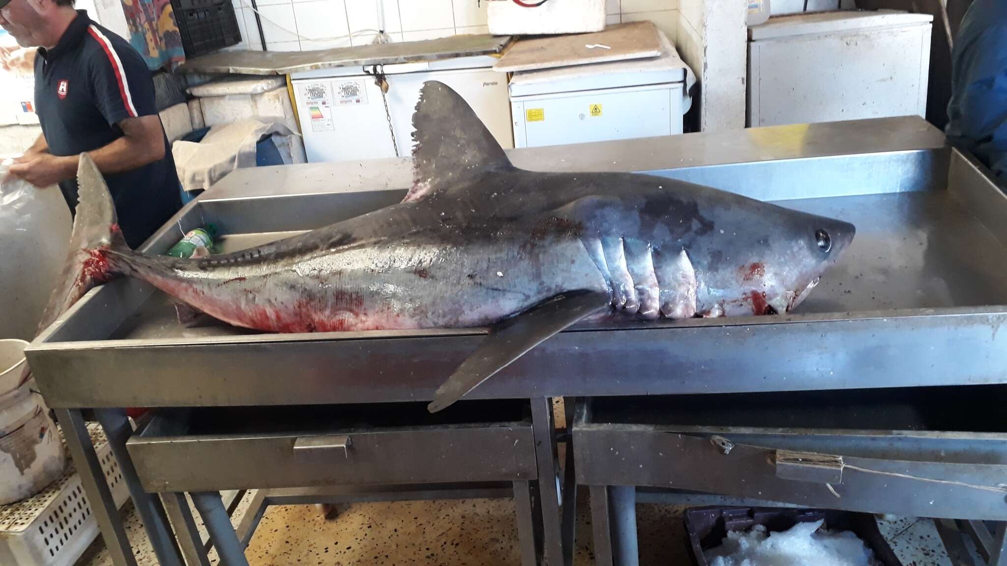 Image of mackerel sharks