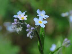 Imagem de Myosotis krylovii Sergievskaya