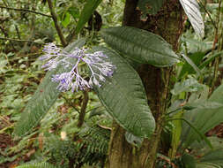 Faramea suerrensis (Donn. Sm.) Donn. Sm.的圖片