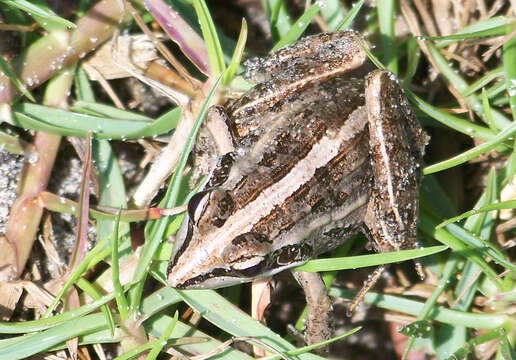 Image of Mascarene Grass Frog