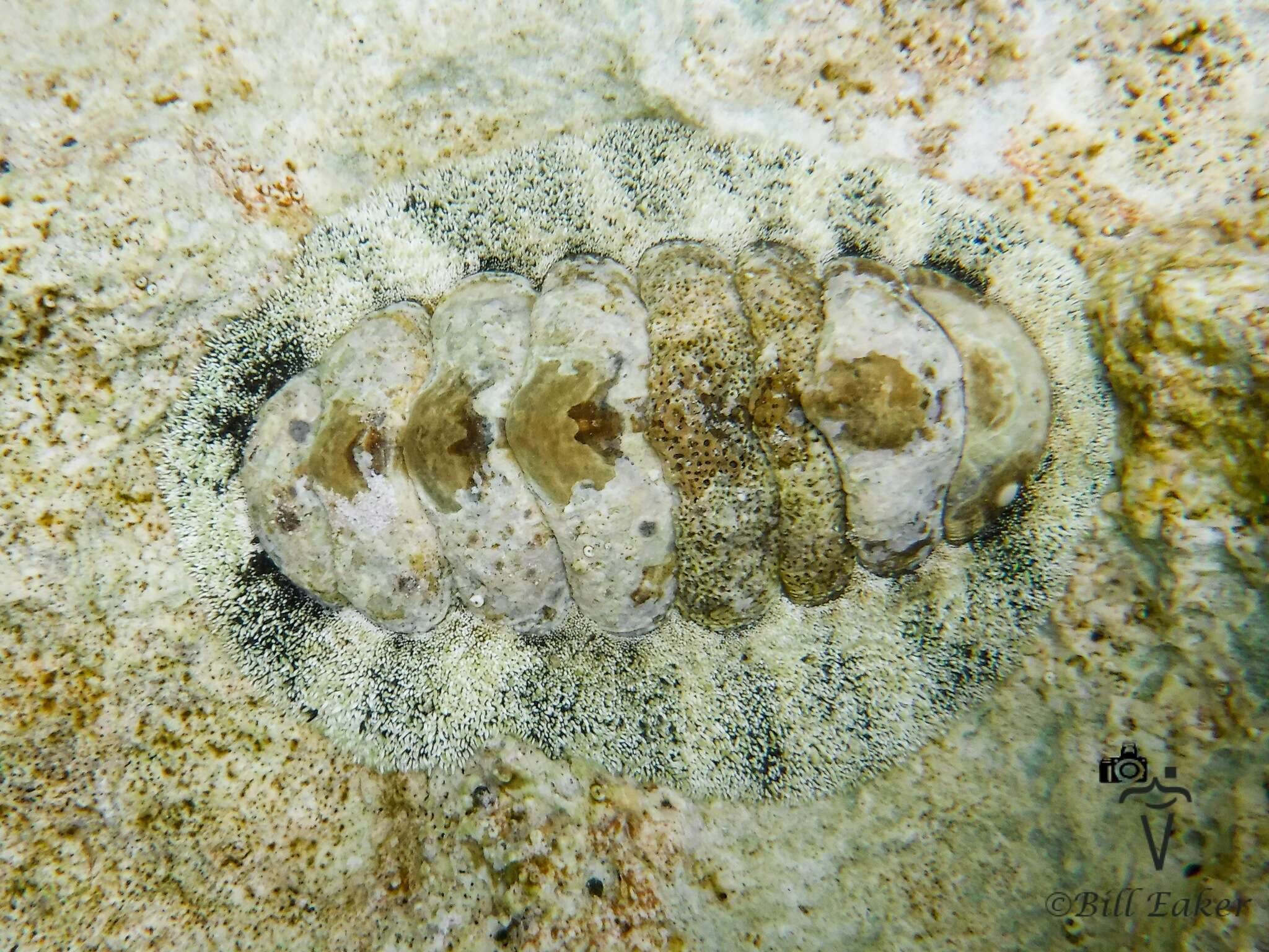 Image of West Indian fuzzy chiton