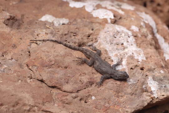 Image of Sceloporus lemosespinali Lara-góngora 2004