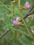 Tephrosia villosa (L.) Pers. resmi