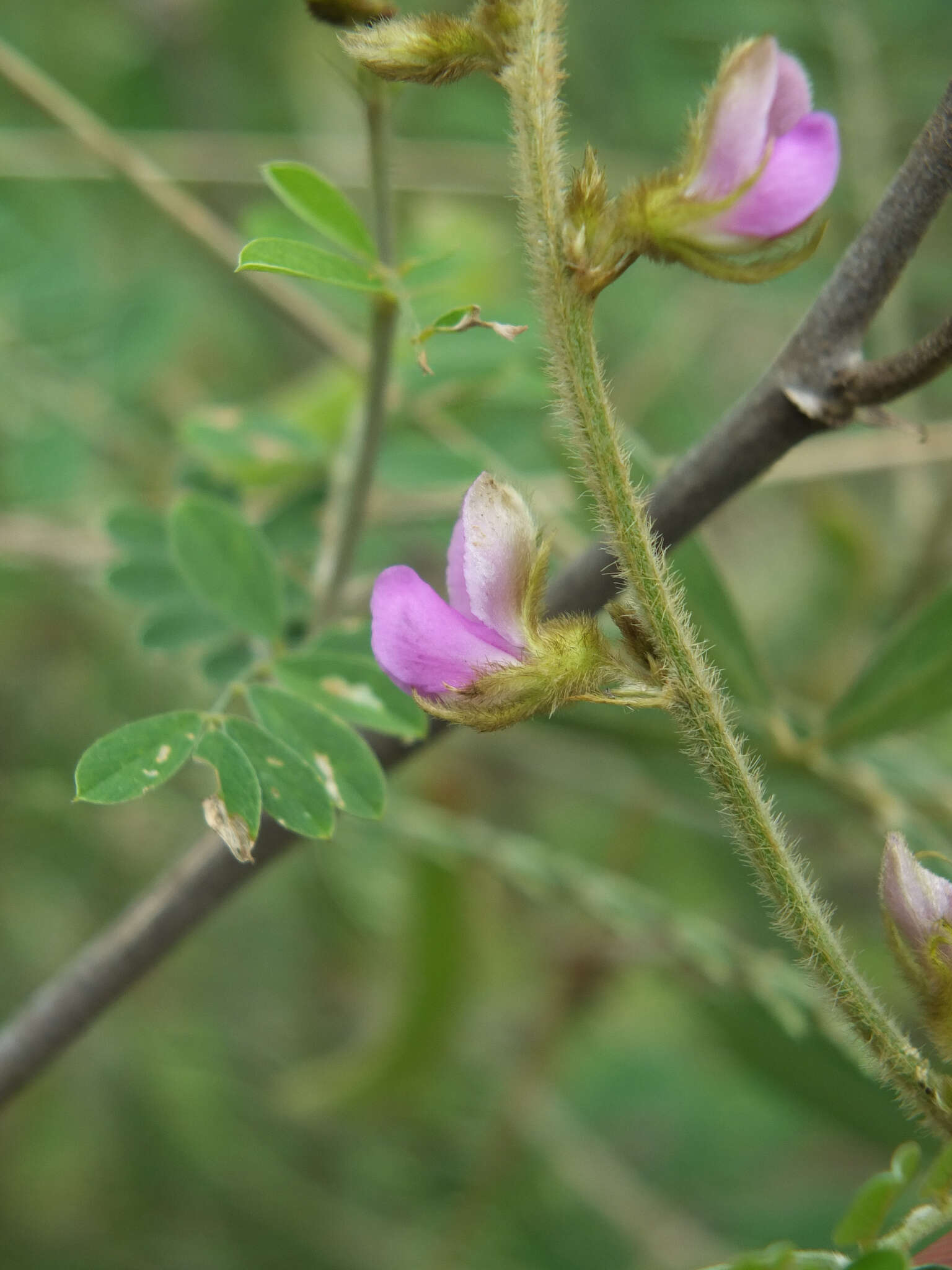 Tephrosia villosa (L.) Pers.的圖片