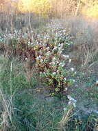 Image of Symphyotrichum versicolor (Willd.) G. L. Nesom