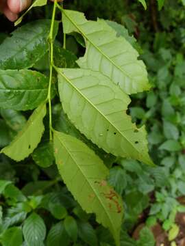 Image de Ilex lamprophylla Standl.