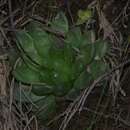 Image of Haworthia transiens (Poelln.) M. Hayashi