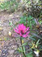 Image of Olympic Indian paintbrush