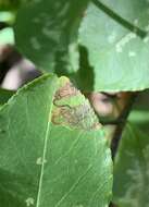 صورة Stigmella oxyacanthella (Stainton 1854) Beirne 1945